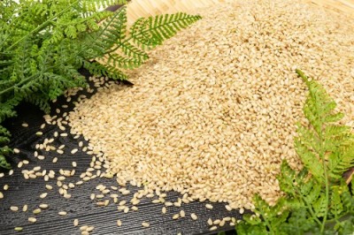 【令和5年度産】金のいぶき 玄米 10kg 有機JAS 自然農法 (宮城県 仙台たんの農園) 産地直送