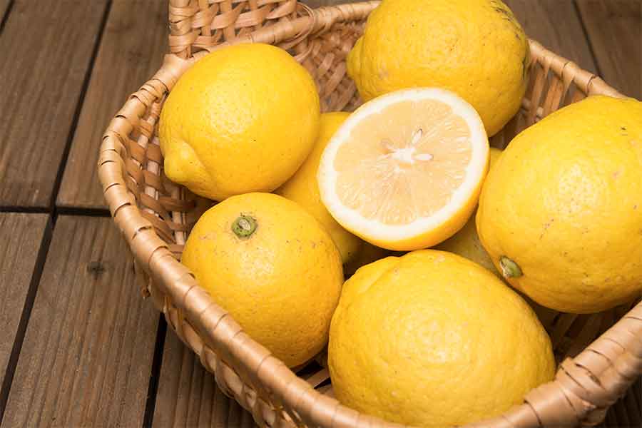 無農薬 レモン 有機肥料 即発送 28収穫分 国産