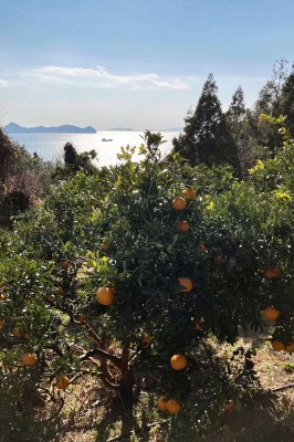 【無選別サイズ混合】 広島県産(とびしま) 不知火 5kg 無・無 (広島県 とびしま農園) 産地直送