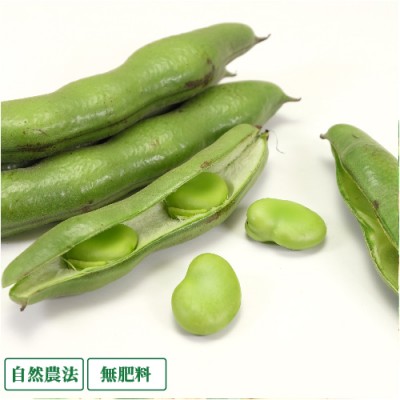 【クール冷蔵便】そら豆 2.5kg 自然農法 無肥料 (兵庫県 花岡農恵園) 産地直送