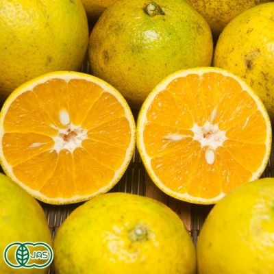 【A・Bサイズ混合】 有機 バレンシアオレンジ 5kg 有機JAS (神奈川県 山下農園) 産地直送