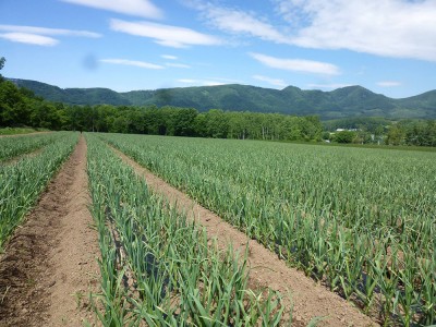 【予約】 有機乾燥完熟にんにく 1kg 有機JAS (北海道 滝本農場) 産地直送 乾燥にんにく