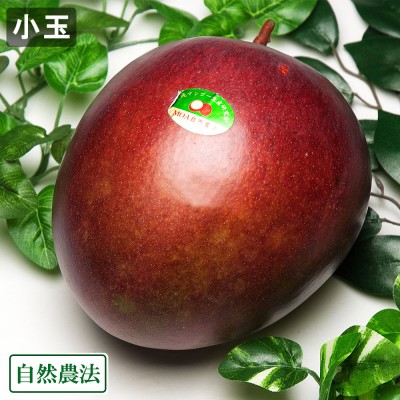 【小玉】レッドキーツ 約500gパック×2パック 自然農法 (沖縄県 沖縄マンゴー生産研究会) 産地直送